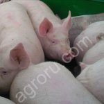 Свинина оптом от производителя живок