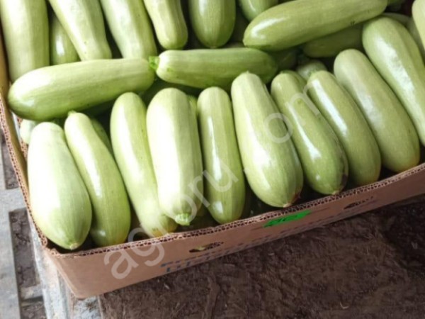 кабачки