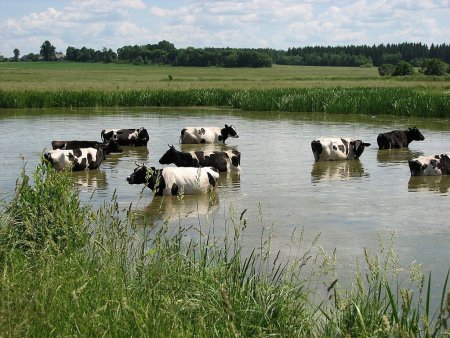 Новая ферма