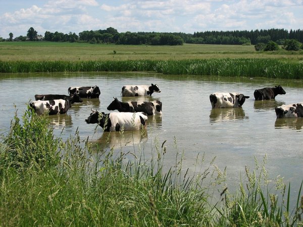 Новая ферма