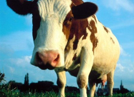 Надои Удмуртии