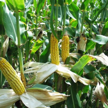 США закупают кукурузу и соевый шрот для Никарагуа