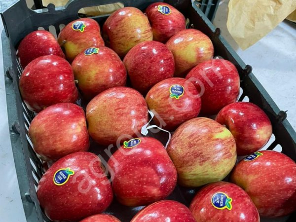 Яблоко 1 сорт.