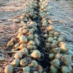 Лук Севок Штутгартер