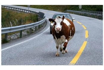 Корова повисла на ограждении федеральной трассы