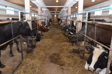 Ямал потратит на развитие молочного производства более 60 млн рублей