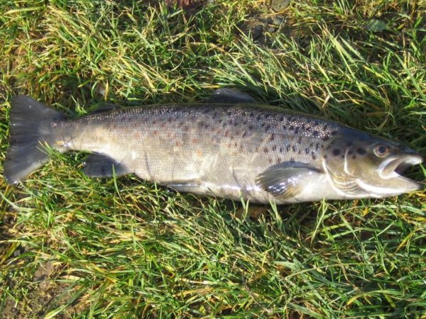 Лосось бесплатным не бывает