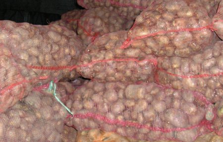 Зараженный картофель уничтожен