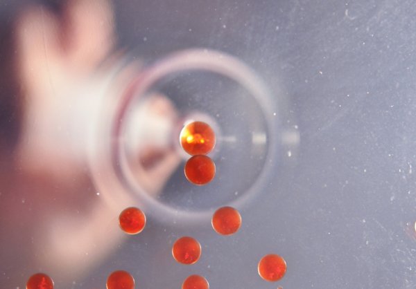 В июне в Байкал выпустили сто миллионов икринок омуля