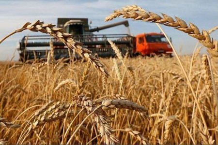 МЧС Азербайджана начинает закупку зерна для Государственного зернового фонда