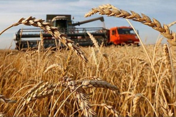 МЧС Азербайджана начинает закупку зерна для Государственного зернового фонда