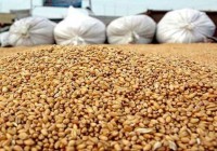 Зерно из Казахстана будет сильно снижать цены на зерновом рынке Сибири - эксперт