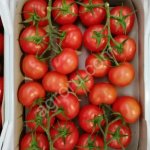 Помидоры на ветке. Сорт: Марвеланс.