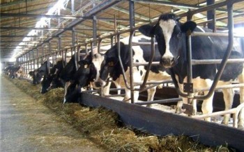Государству пересчитали расходы на молоко