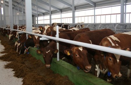 За прошедшие сутки произведено 3118 тонн молока