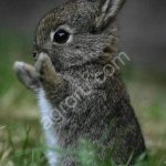 кролики живым весом