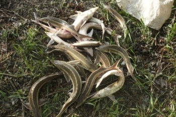 На Урале за сутки пойманы за ловлей стерляди 12 браконьеров