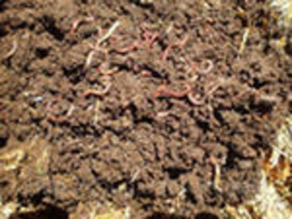 В Индии увеличат список субсидированных сельхозудобрений