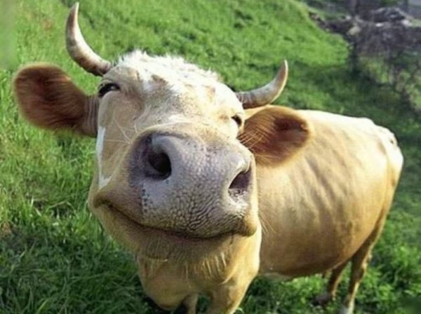 Второй случай за месяц заболевания бруцеллёзом в Бурятии