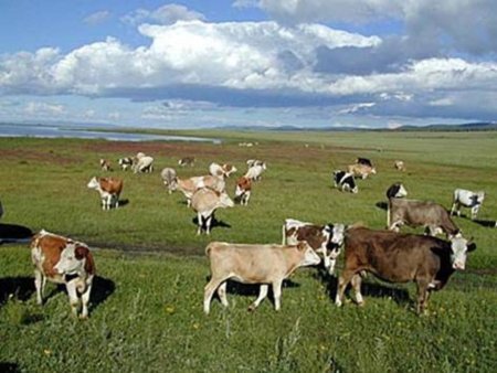 2012 год в Украине объявлен годом развития молочного скотоводства