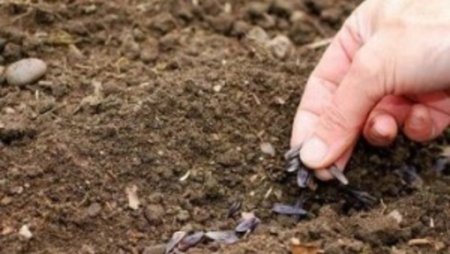 Аграрии Приднестровья принимают меры по минимизации потерь на посевах озимых