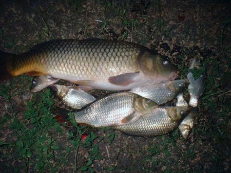 Сеголеток карпа выпустили в Иртыш