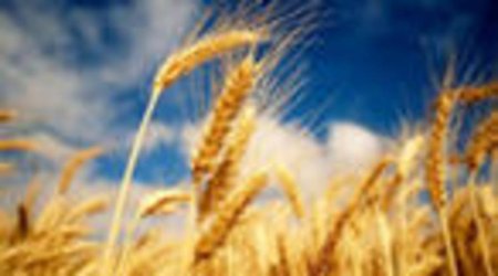 Котировки фьючерсов американской пшеницы вновь пошли вверх