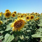 Сорт подсолнечника БОГУЧАРЕЦ РС-1