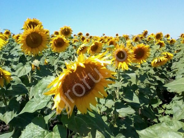 Сорт подсолнечника БОГУЧАРЕЦ РС-1