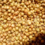 Лук выборка