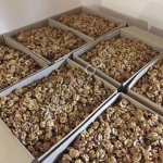 Грецкий орех