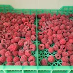 Клубника, малина, черника и лесные ягоды