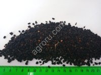 Бузина плод