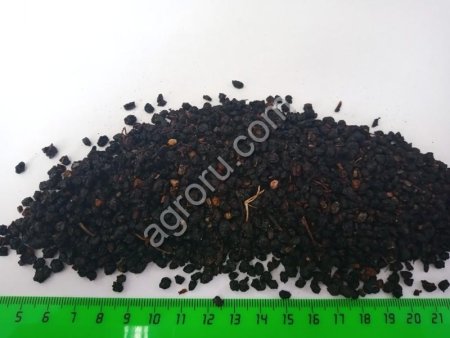 Бузина плод