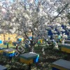 Пчеломатки Карника Май