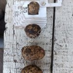 картофель 2Сорт