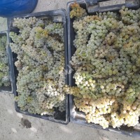 Виноград винный Алиготе+Первенец Магарача