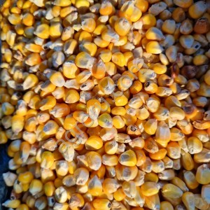 Кукуруза