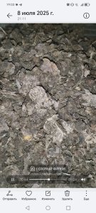 Родиола розовая (золотой корень)