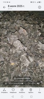 Родиола розовая (золотой корень)