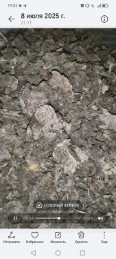 Родиола розовая (золотой корень)