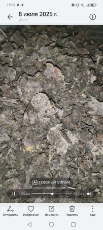 Родиола розовая (золотой корень)