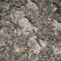 Родиола розовая (золотой корень)