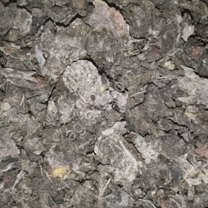 Родиола розовая (золотой корень)