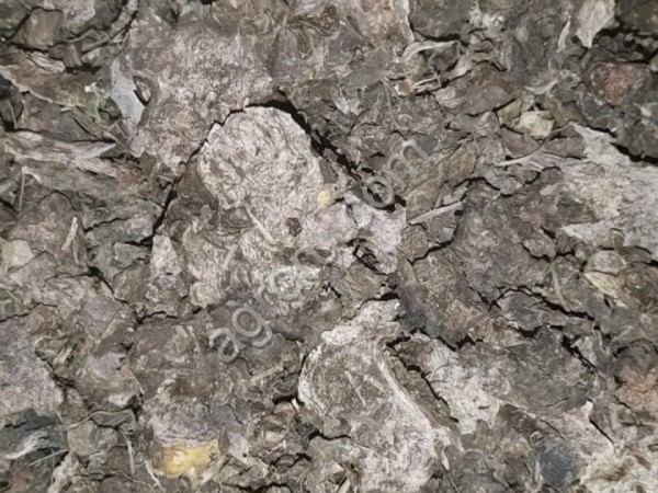 Родиола розовая (золотой корень)