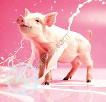 Йогурт сухой «Капилакт», мягкий переход на престартер для поросят