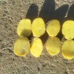 Картофель Гала