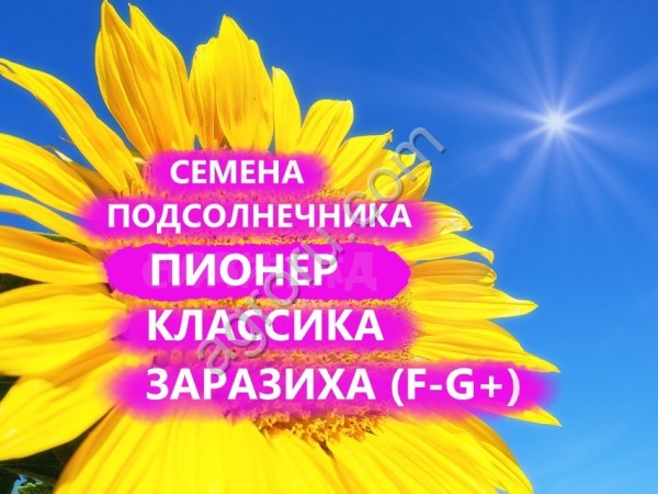 ГИБРИДЫ СЕМЕНА ПОДСОЛНЕЧНИКА ПР64Ф66 (ПИОНЕР, PIONEER)