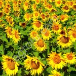 Ес Амис Семена гибрида подсолнечника Евролайтинг