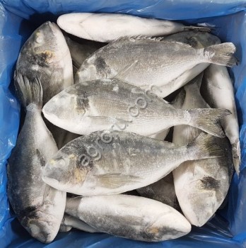 Чебак: характеристика и особенности рыбы на Дону
